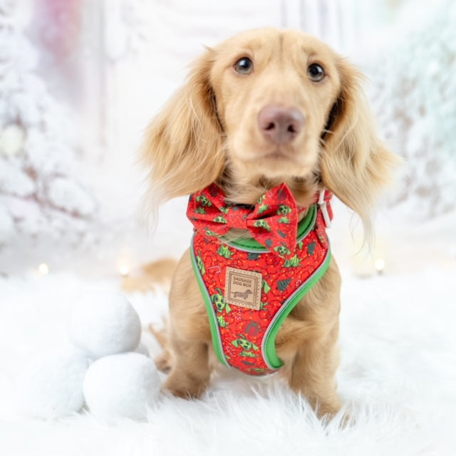 ‘Meanie Weenie’ Red Anti-Rub Dachshund Christmas Harness - Sausage Dog Box