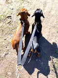 Load image into Gallery viewer, Sausage Dog Box Double Lead Extender For Two Dacshunds
