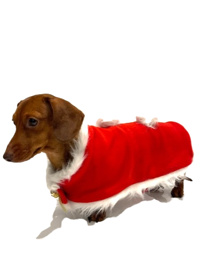 Sausage Dog Box Dachshund Christmas Santa Cape Outfit With Bells