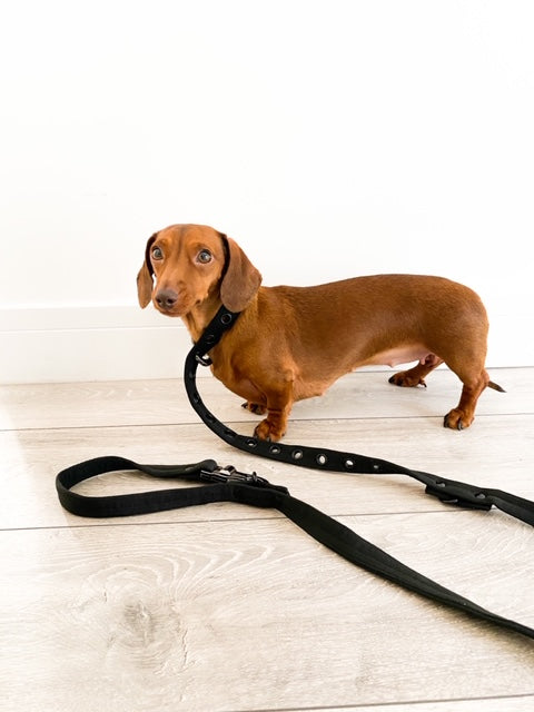 Anti Theft Lock Dog Lead And Collar