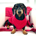 Load image into Gallery viewer, Cranberry Red Cable Knit Dachshund Jumper Sweater - Sausage Dog Box
