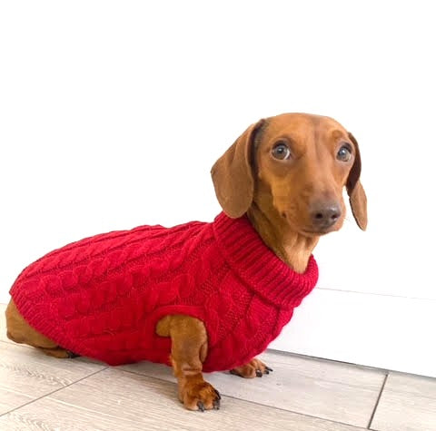 Sausage Dog Box Cosy Burgundy Cable Knit Dachshund Jumper