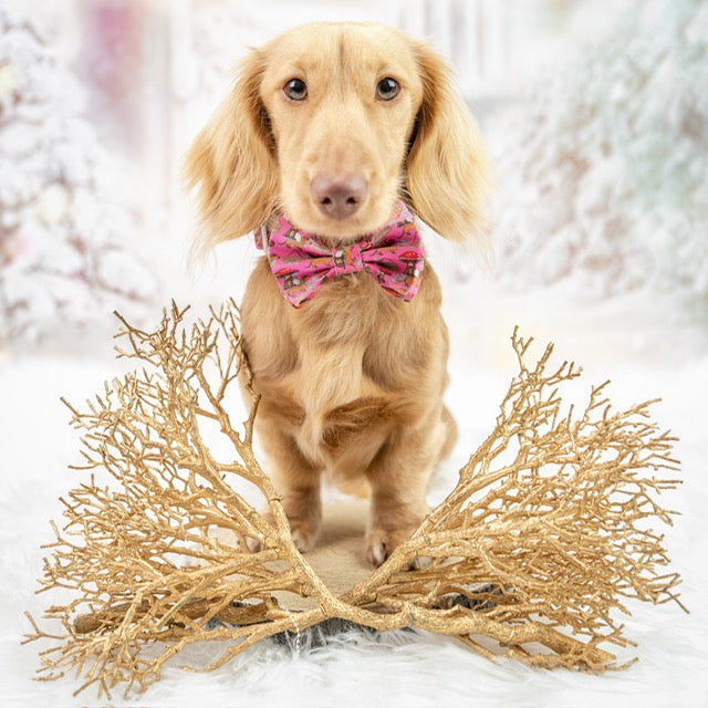 ‘Enchanted’ Cute Dachshund Bow Tie