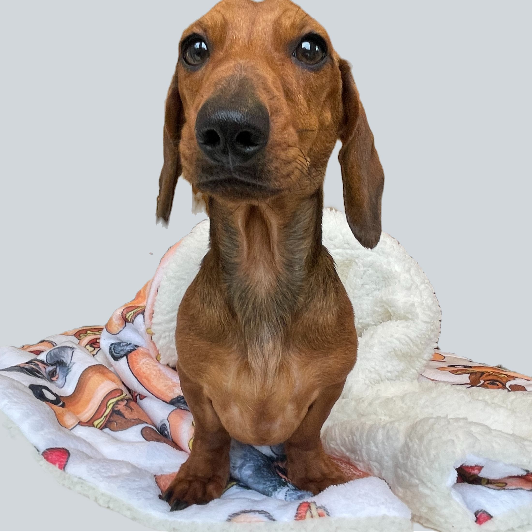 Blanket - Weiner On Wheels