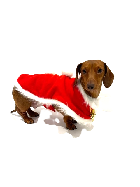 Sausage Dog Box Dachshund Christmas Santa Cape Outfit With Bells