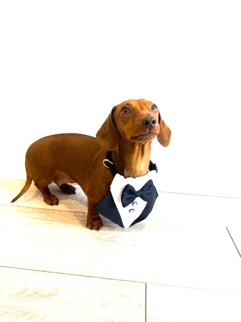Sausage Dog Box Bowtie Cravat With Clip