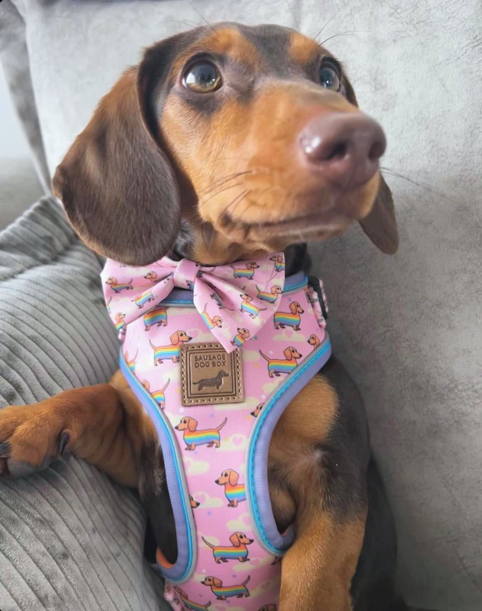 Anti-Rub Harness Designed For Dachshunds - Chasing Rainbows