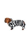 Load image into Gallery viewer, CLEARANCE - Sausage Dog Box Dachshund Zebra Outfit
