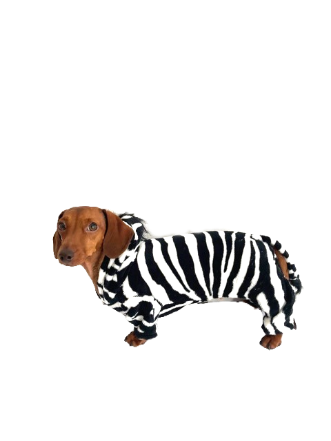 CLEARANCE - Sausage Dog Box Dachshund Zebra Outfit