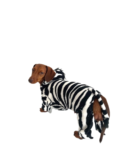 CLEARANCE - Sausage Dog Box Dachshund Zebra Outfit