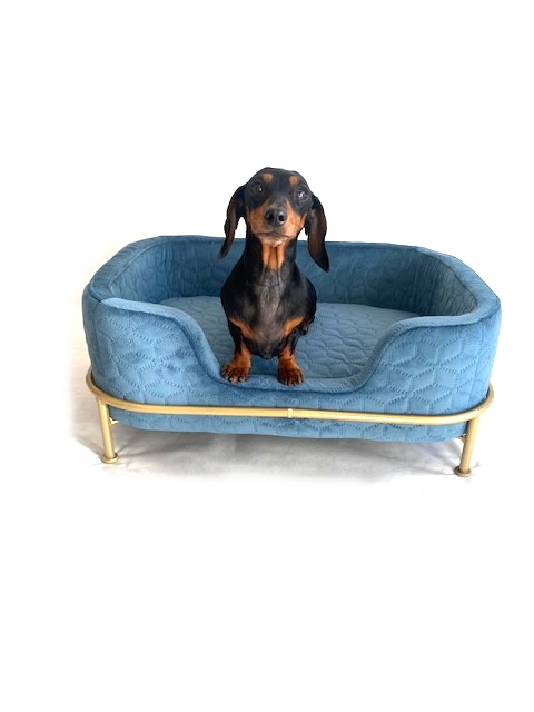 Sausage Dog Box, Dachshund Amity Blue/Gold Luxury Velvet Dog Bed Sofa