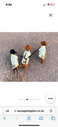 Load image into Gallery viewer, Sausage Dog Box Dachshund Designer Daisy Pullover Jumper
