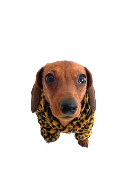 CLEARANCE - Sausage Dog Box Dachshund Cheetah Outfit