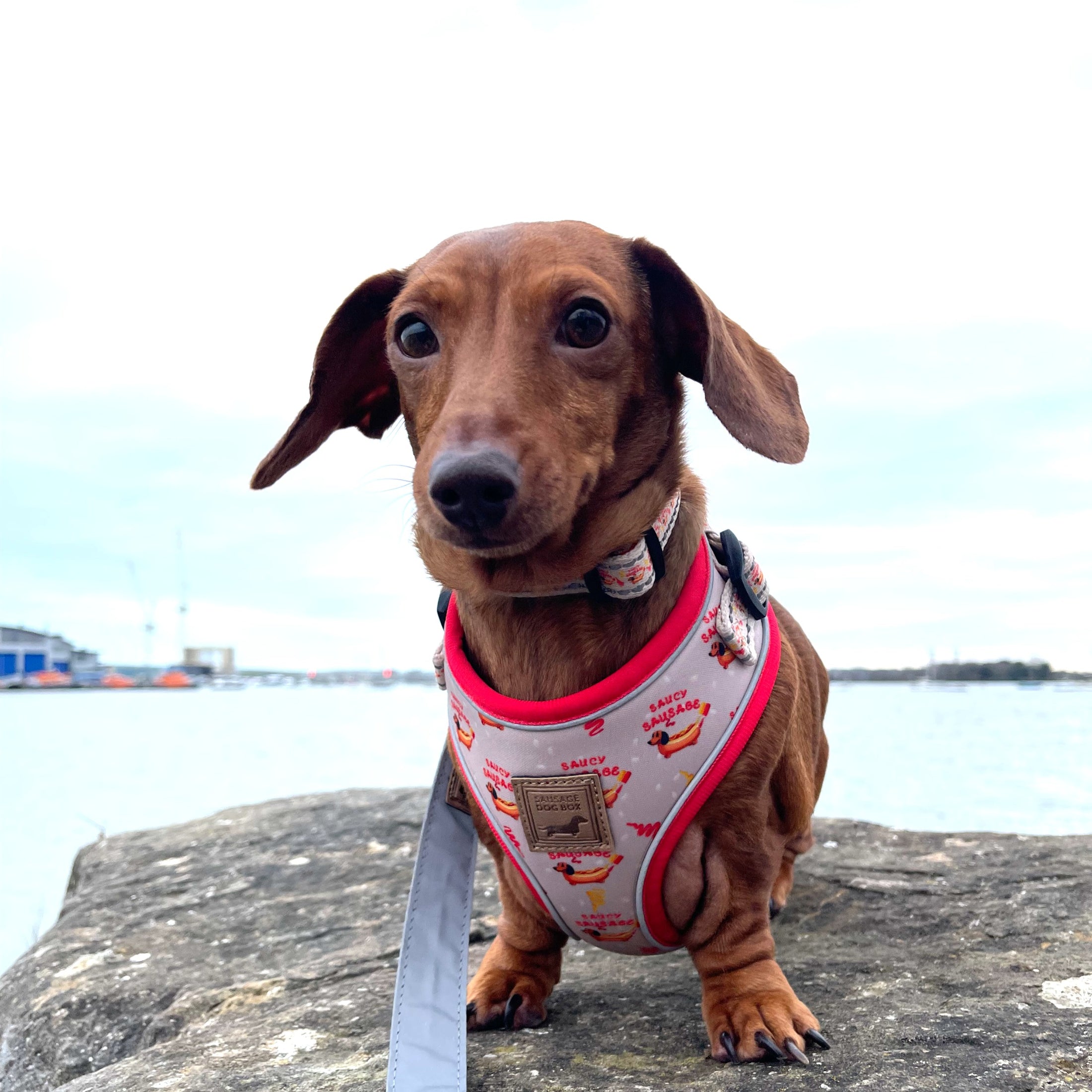 Adjustable Harness - Saucy Sausage