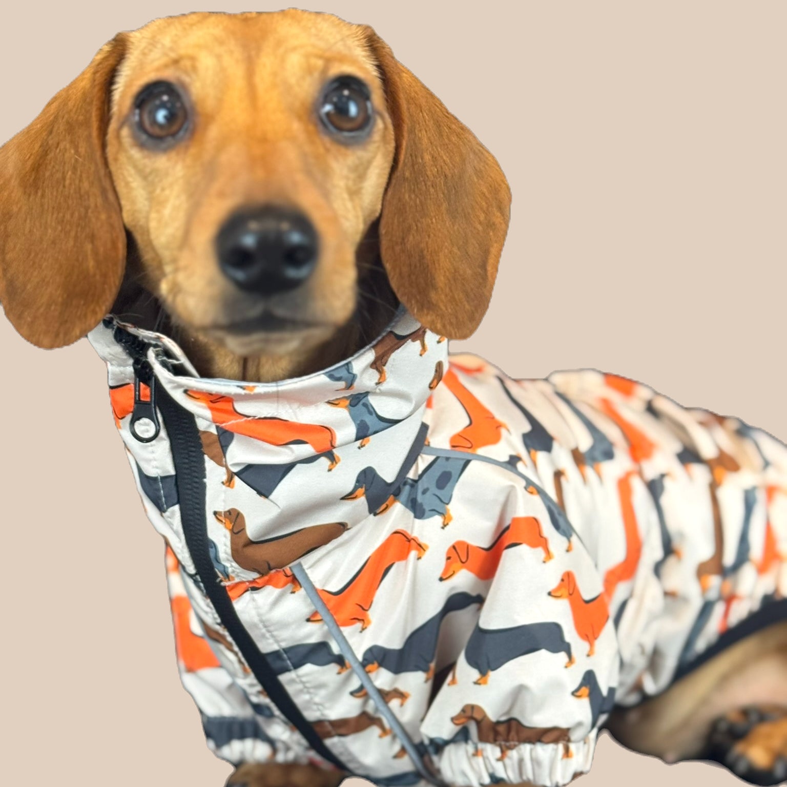Sophisticated Sausage Four Legged Rain Mac 2-in-1 Jacket / Puddle Suit