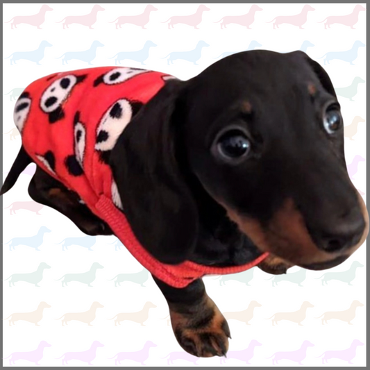 Sausage Dog Box Dachshund PJ Jumper - Red Panda