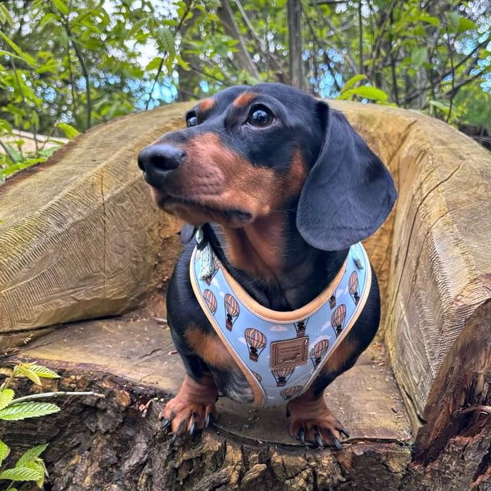 Anti-Rub Sausage Dog Harness - Up Up & Away