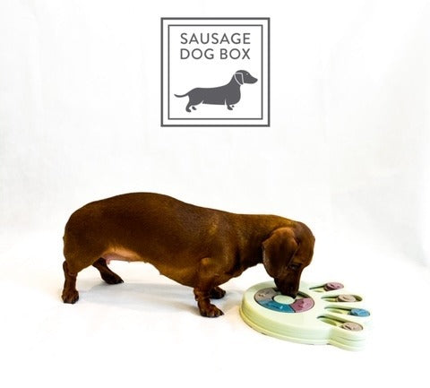 Sausage Dog Box Paw Anxiety Treat Puzzle