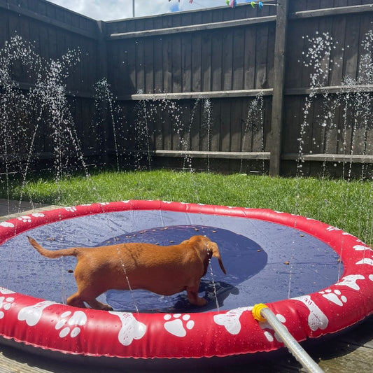 Dachshund Splash Pad Sprinkler Mat Pool