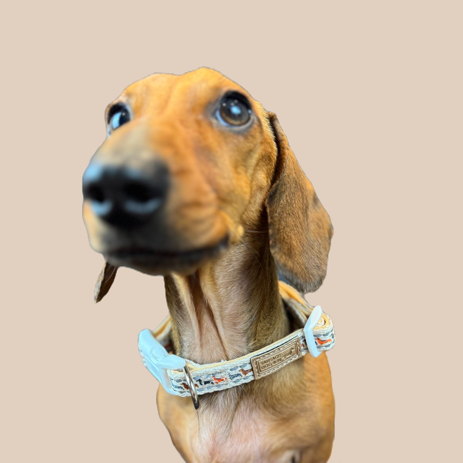 Beige Sophisticated Sausage Dachshund Collar - One Size