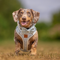 Load image into Gallery viewer, Dapple dachshund wearing the pale blue Sausage Society anti-rub harness outdoors which is a limited edition sausage dog box design
