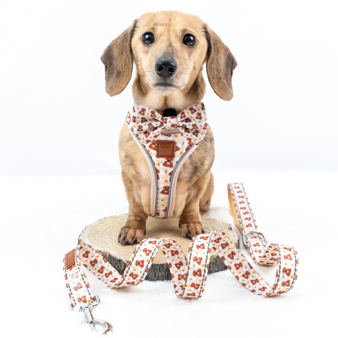 Dachshund wearing a bear print harness and leash on a white background
