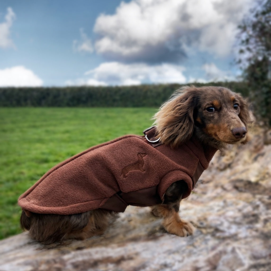 Chocolate Waterproof Dachshund Harness Fleece | DoxieDri by Sausage Dog Box
