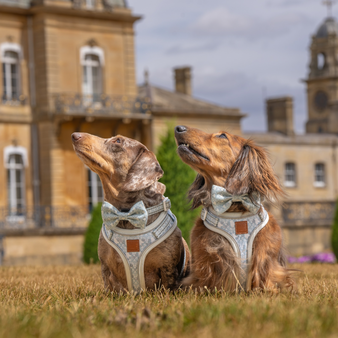 Two dachshunds wearing pale blue Sausage Society DoxieLite anti-rub harnesses outside a British stately home
