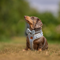Load image into Gallery viewer, Brown dachshund wearing the pale blue Sausage Society collar and matching harness outdoors
