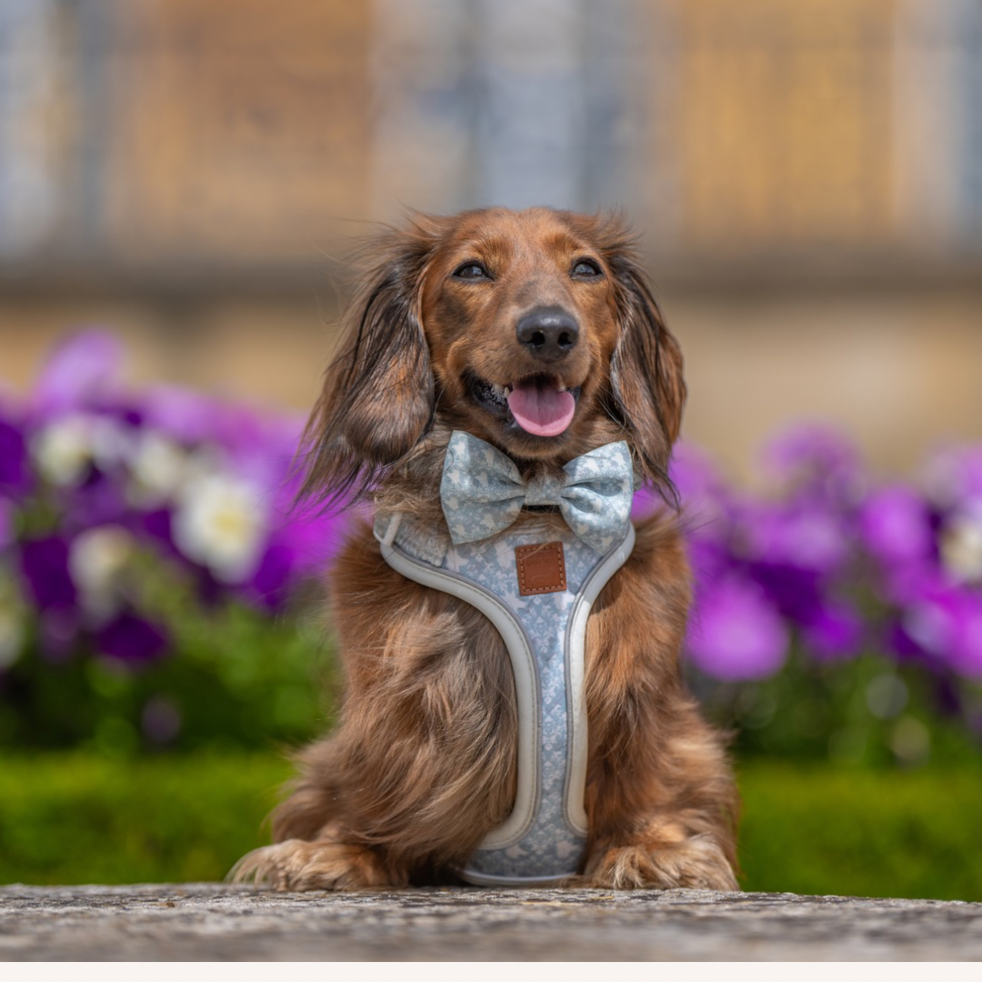 Long-haired happy dachshund dog wearing the pale blue Sausage Society harness and matching bow tie outdoors