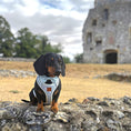 Load image into Gallery viewer, Black and tan dachshund dog wearing the Sausage Society collar and matching harness beside a historic stone building
