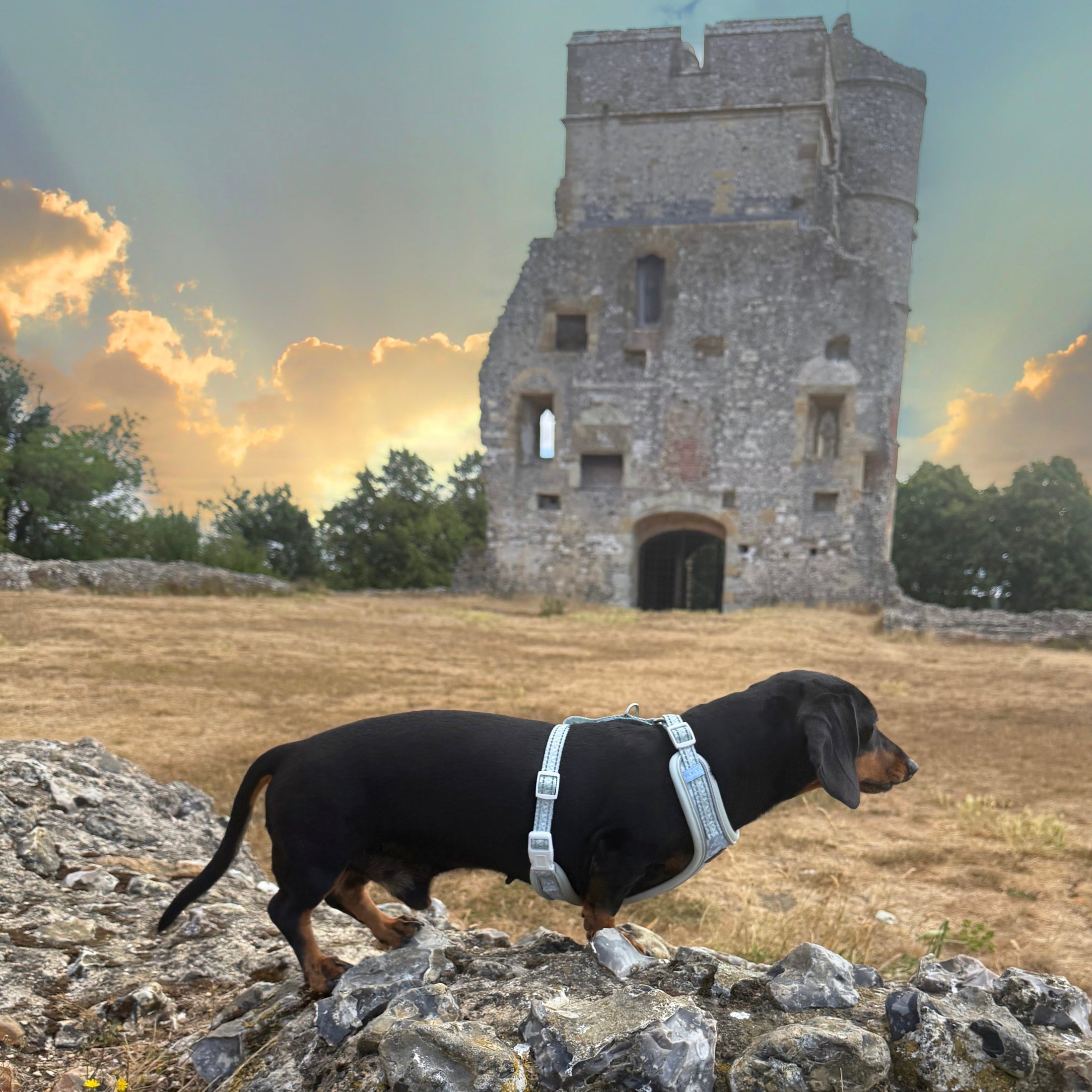 Black and tan dachshund walking beside historic ruins in a Sausage Society DoxieLite harness