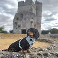Load image into Gallery viewer, Black and tan dachshund dog wearing the Sausage Society harness in front of historic stone ruins
