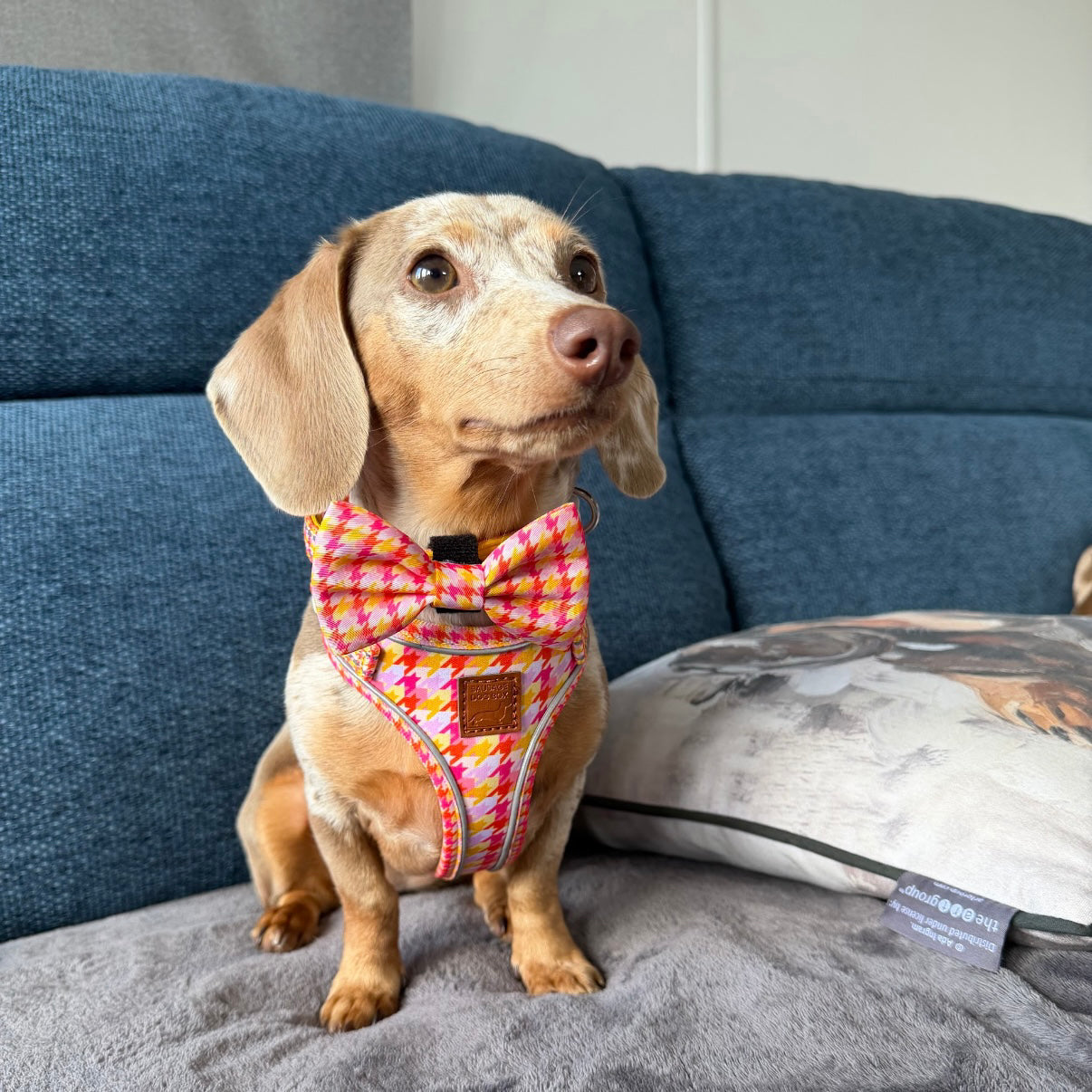 Cute Mini Dachshund in pink harness and bow