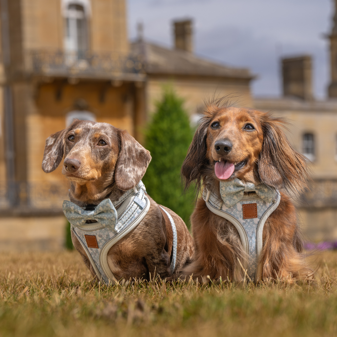 Two dachshunds wearing matching pale blue Sausage Society dog harness and walking accessories outside a stately home
