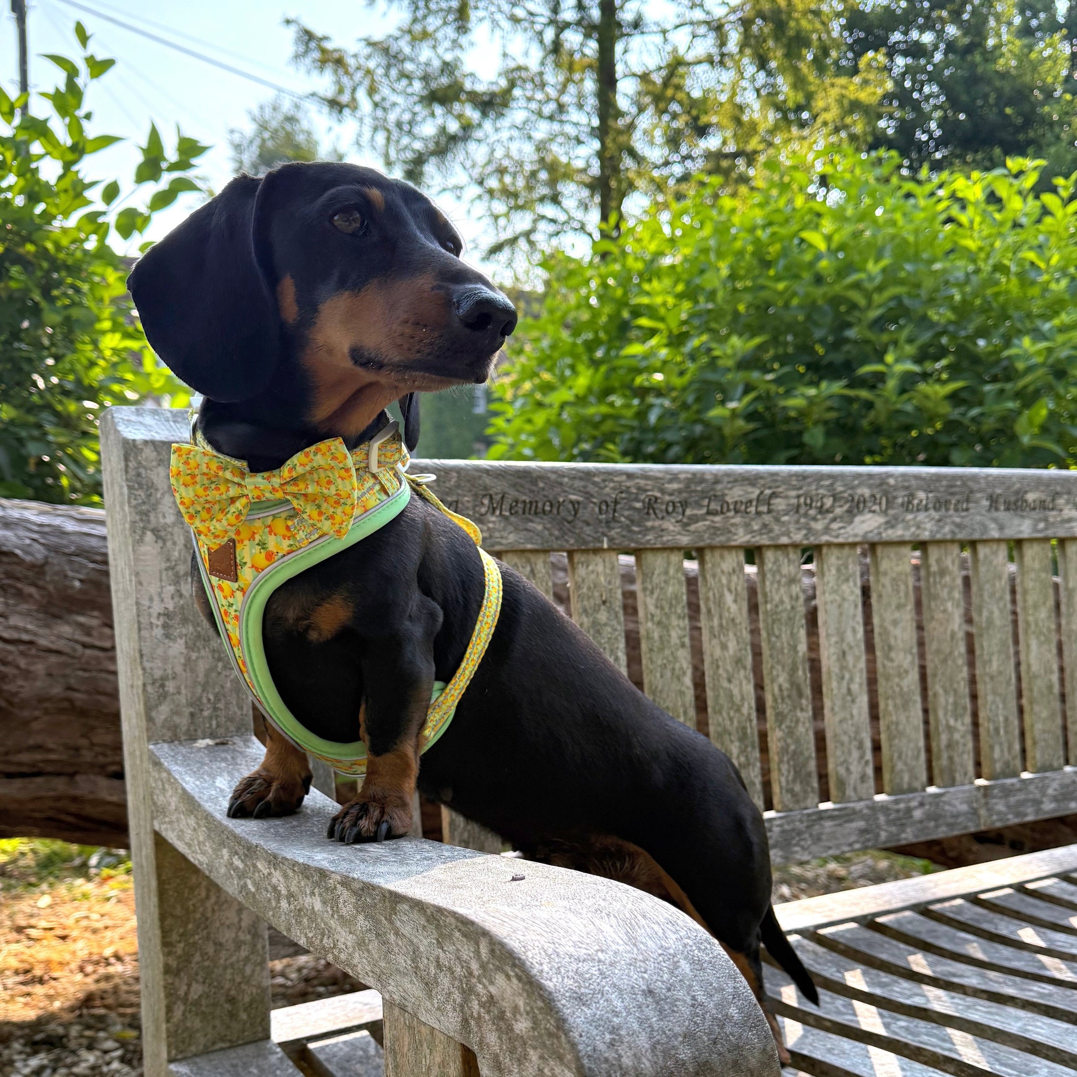 Sicilian Sausage DoxieLite Sausage Dog Anti-Rub Harness