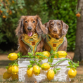 Load image into Gallery viewer, Sicilian Sausage DoxieLite Sausage Dog Anti-Rub Harness
