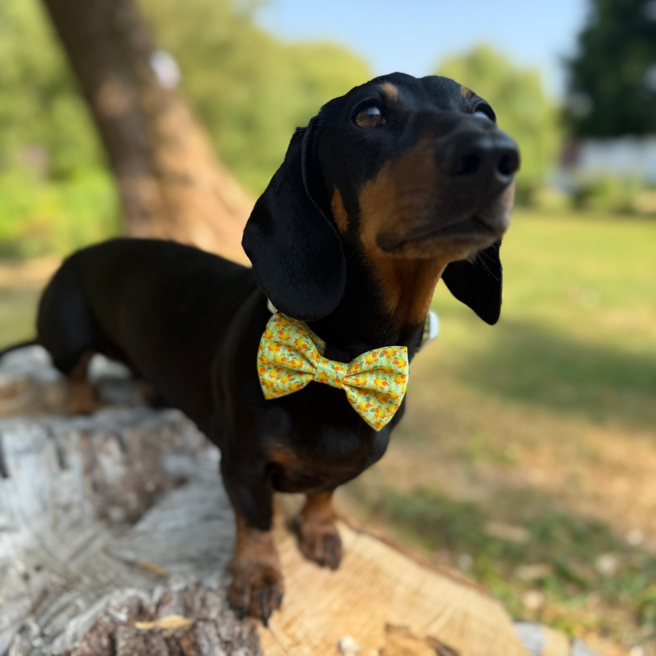 Sicilian Sausage Dachshund Bow Tie
