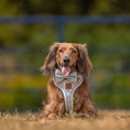 Load image into Gallery viewer, Long-haired dachshund wearing the pale blue Sausage Society bow tie and matching accessories outdoors
