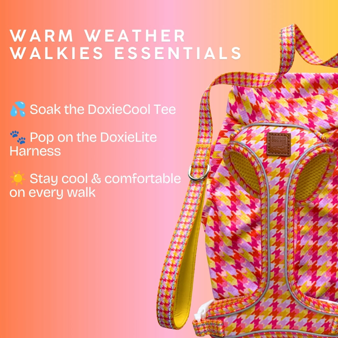 Dachshund dog walking essentials showing dachshund harness and cooling vest and how to use them together