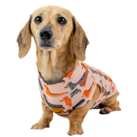 Dachshund Dog Doxiecool Summer cooling vest and allergy sheild from Sausage Dog Box in bestselling beige sophisticated sausage print