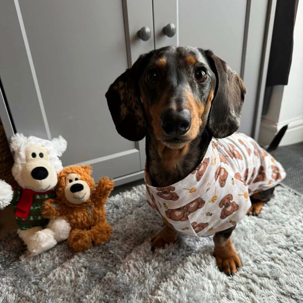 Doxie jammies in honey bear print