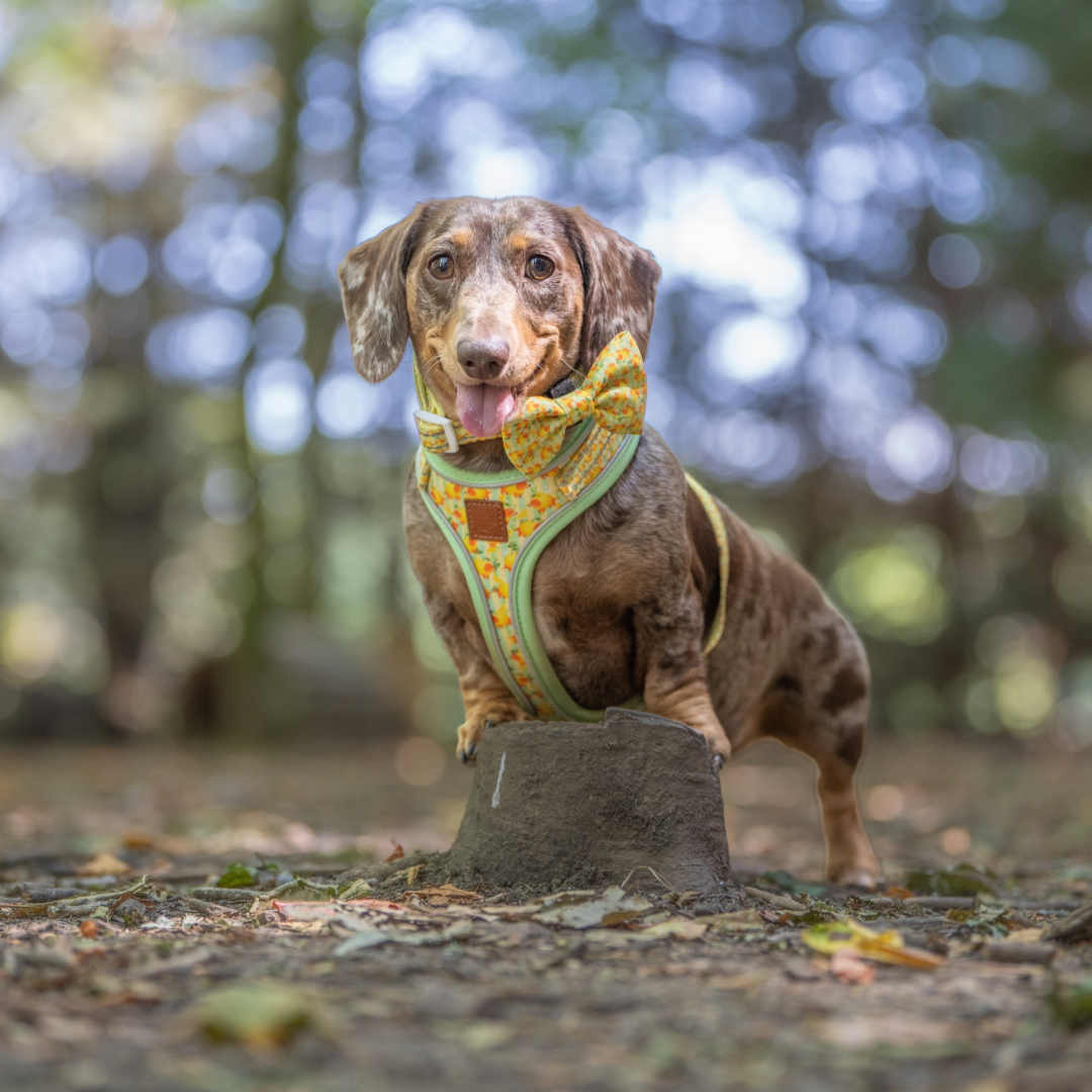 Sicilian Sausage DoxieLite Sausage Dog Anti-Rub Harness