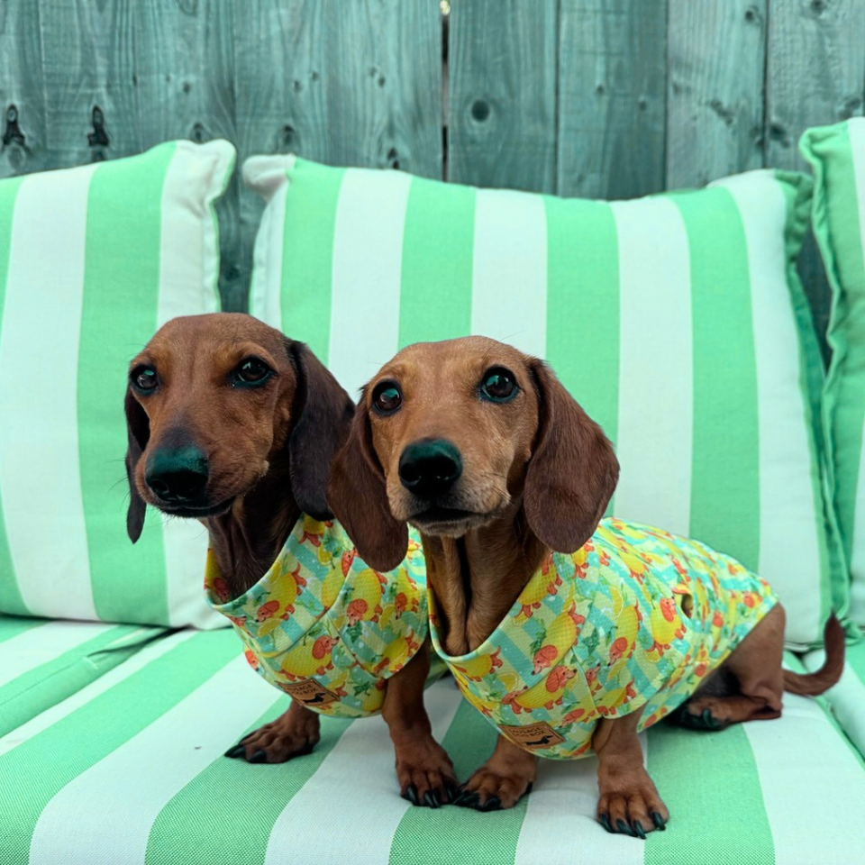 Sicilian Sausage Dachshund Cooling Tee – Zip Back