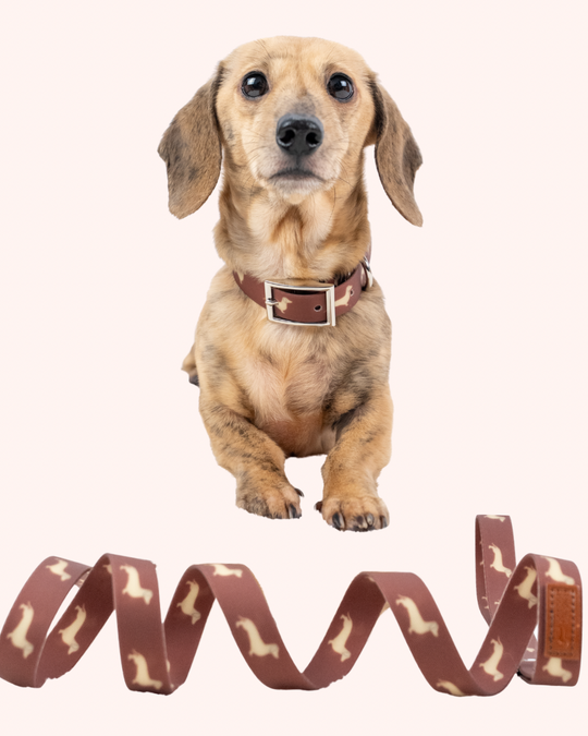 A cream dachshund wearing a brown collar with a matching patterned leash laid out below on a pale pink background.