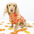 Load image into Gallery viewer, Harvest Hounds Long Dog Zipper Dachshund Fleece Jumper
