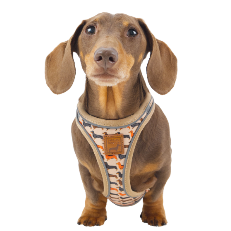 Magnetic Step In Dachshund Dog Harness on cute sausage dog in Doxie StepMag beige sophisticated sausage style