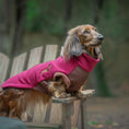 Load image into Gallery viewer, Long haired Dachshund wearing a dark
red DoxieDri waterproof fleece outdoors
