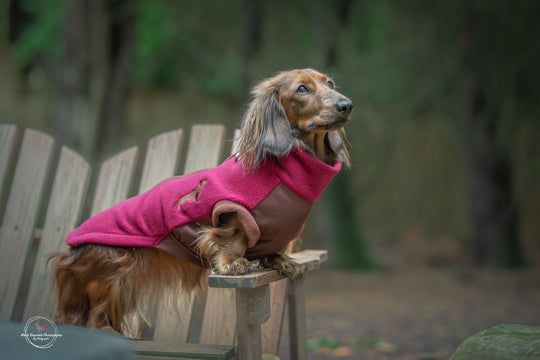 Long haired miniature dachshund with merlot red doxiedri harness fleece jumper from sausage dog box on a bench