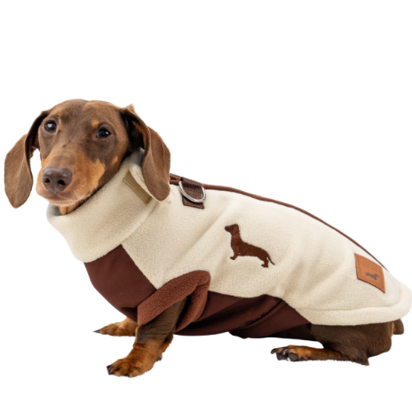 Dachshund dog wearing bestselling DoxieDri step in zip back soft water resistant beige and brown fleece with waterproof tummy and chest panel and reinforced d rings so the dachshund jumper can be used as a harness, features cute doxie embroidery on the side of the daxie jumper